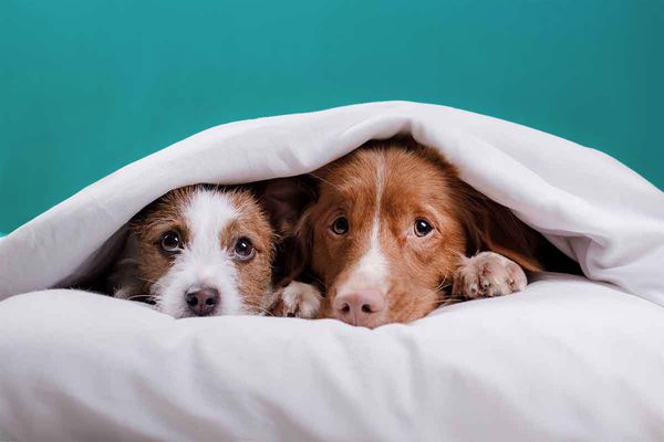 Bange en angstige honden kunnen geholpen worden door passend gedragsadvies