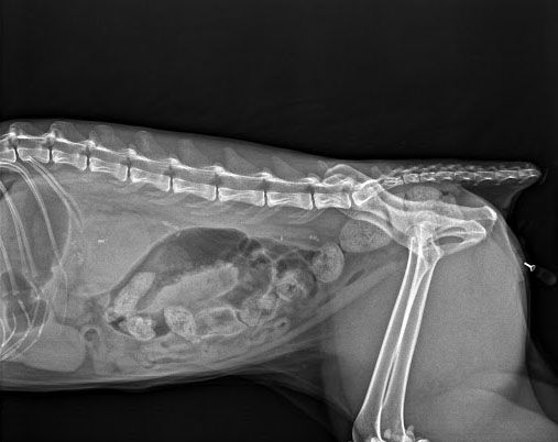RX-foto van een hond