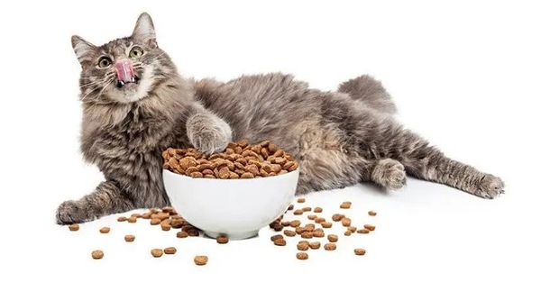 Obesitas is een vaak voorkomend probleem bij katten