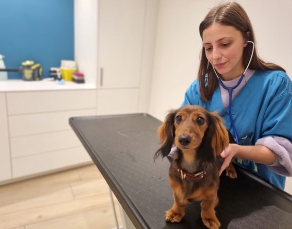 Op consultatie met uw hond