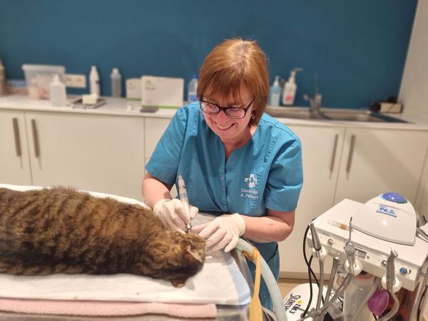 Tandbehandeling bij een hond