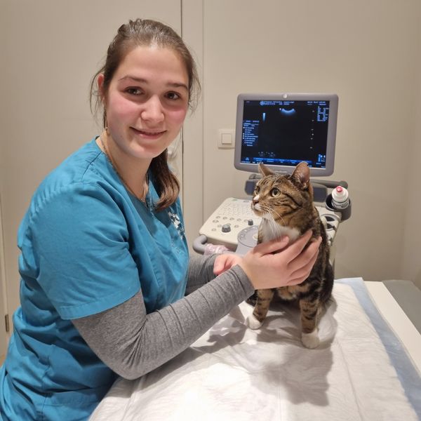 Echografie bij een kat