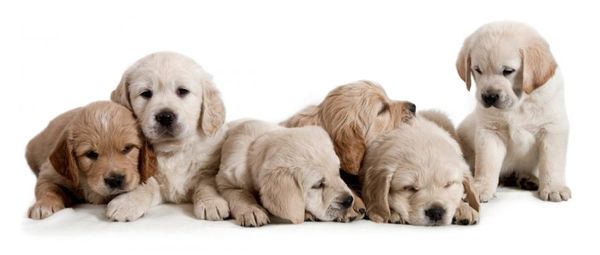 Puppy controle bij de dierenarts