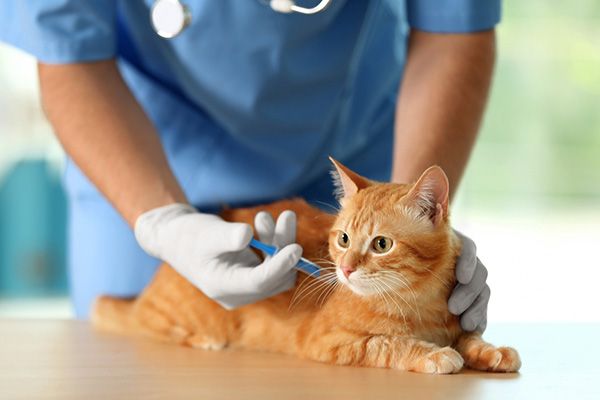 Vaccinatie bij een kat